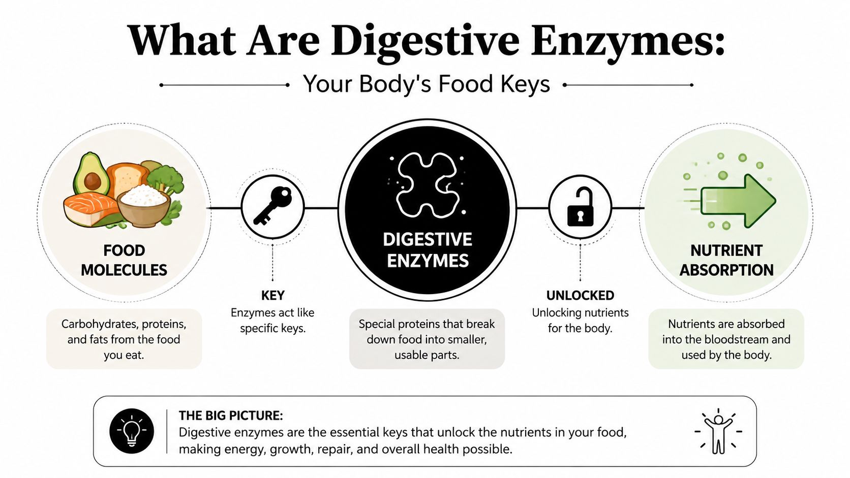 A diagram illustrating how digestive enzymes act as keys to unlock food nutrients for body absorption.