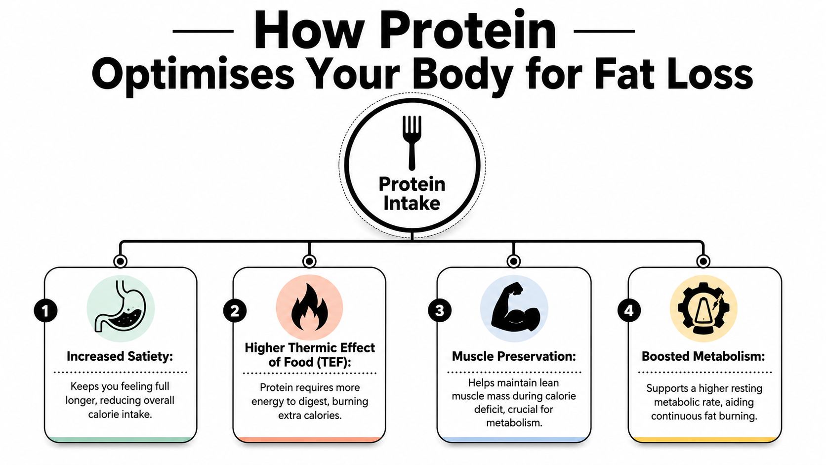 An infographic titled How Protein Optimises Your Body for Fat Loss, illustrating four key health benefits.