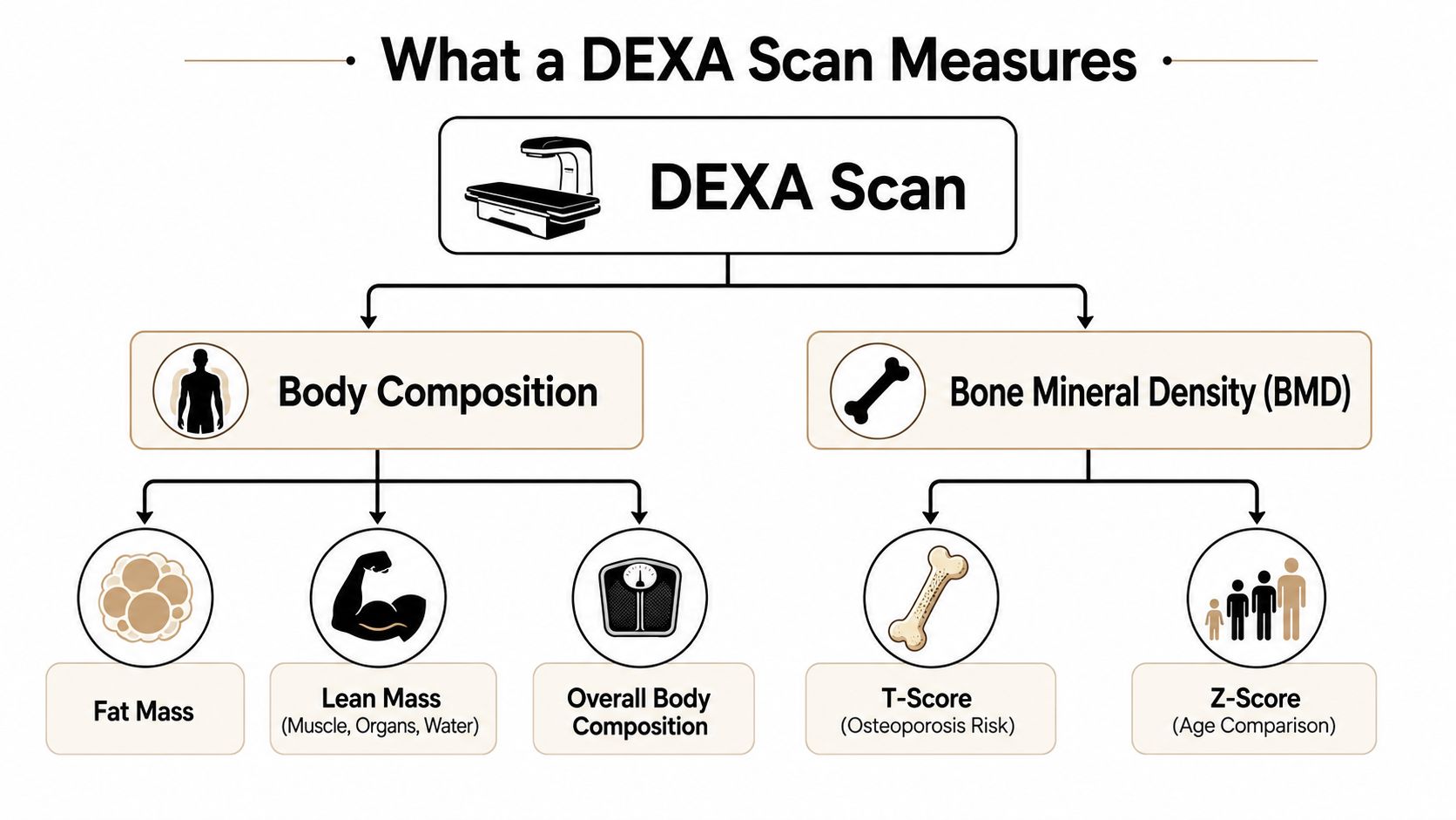 An infographic diagram explaining that a DEXA scan measures body composition and bone mineral density.