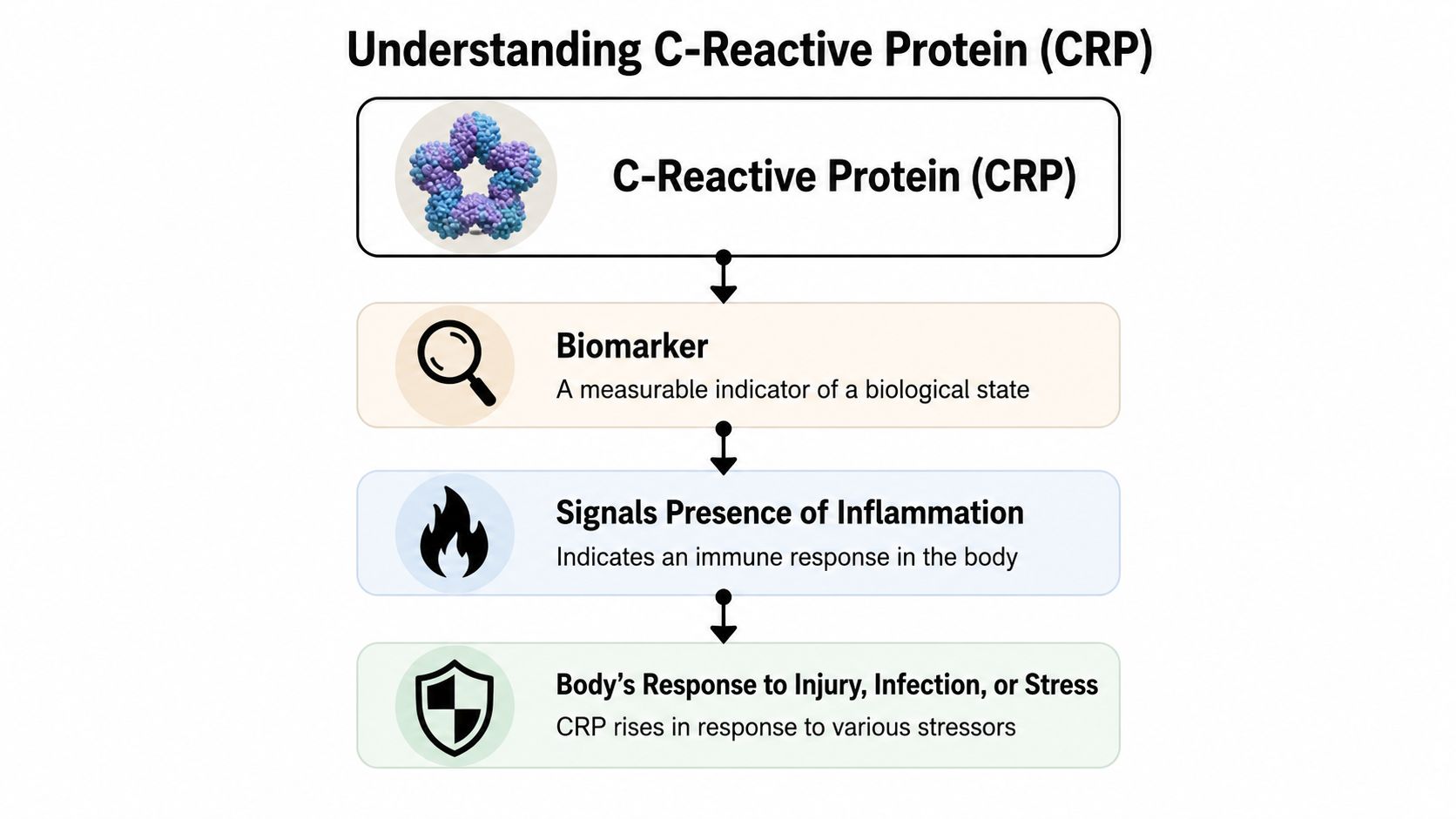 A flowchart explaining C-Reactive Protein (CRP) as a biomarker that signals inflammation in response to bodily stress.