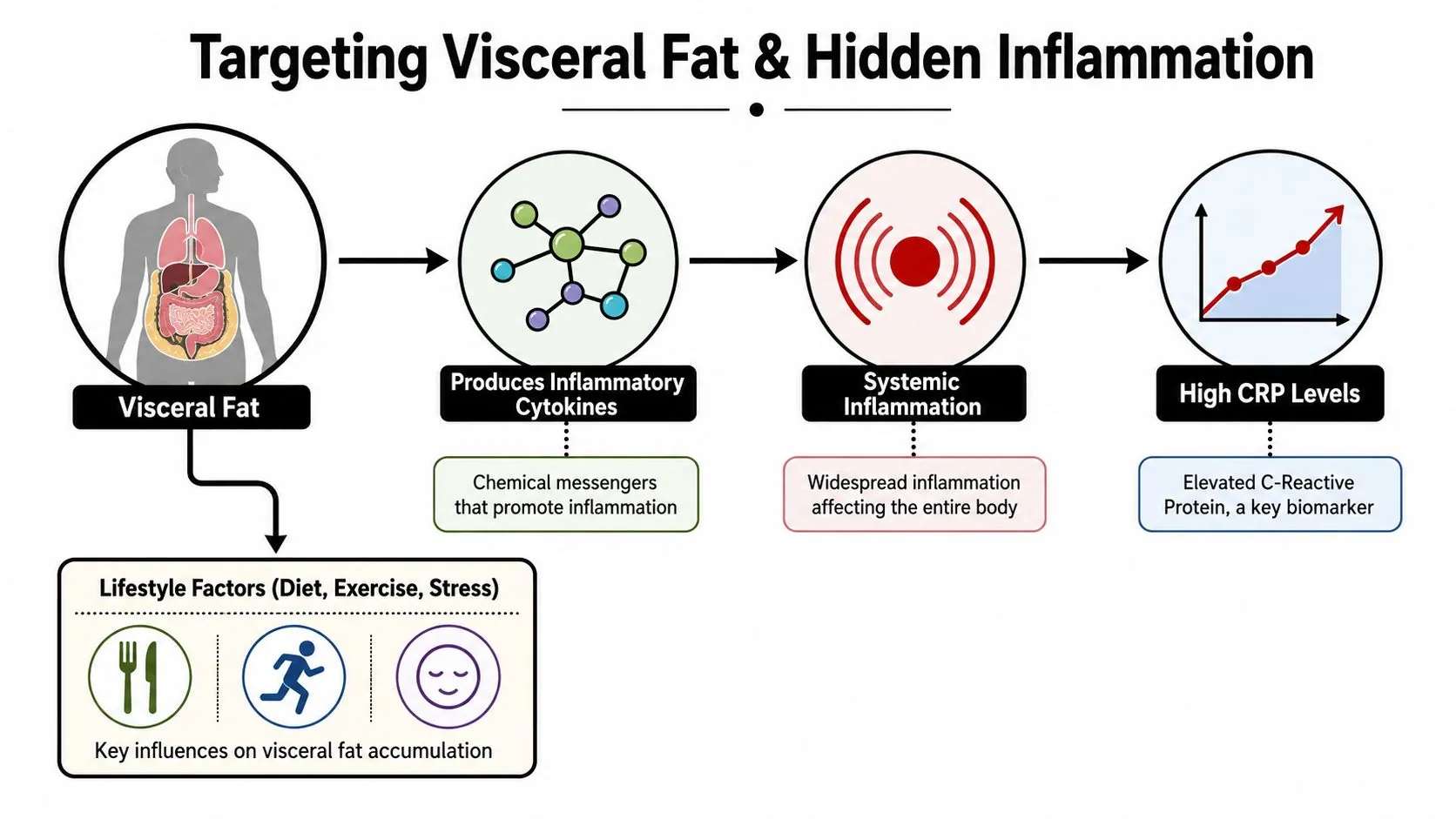 A diagram illustrating how visceral fat leads to systemic inflammation and elevated C-Reactive Protein levels in the body.