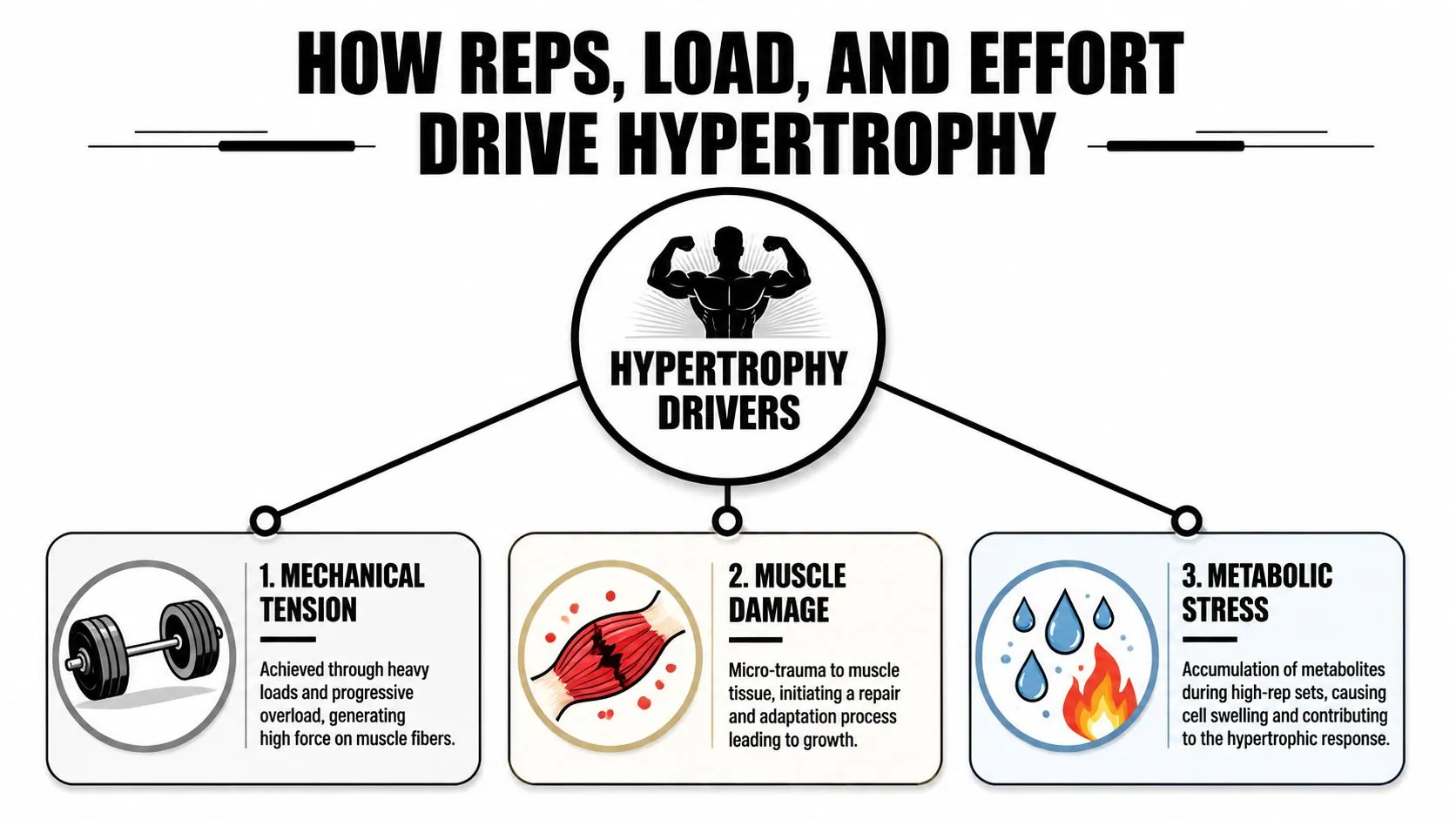 An infographic titled How Reps, Load, and Effort Drive Hypertrophy, explaining mechanical tension, muscle damage, and metabolic stress.