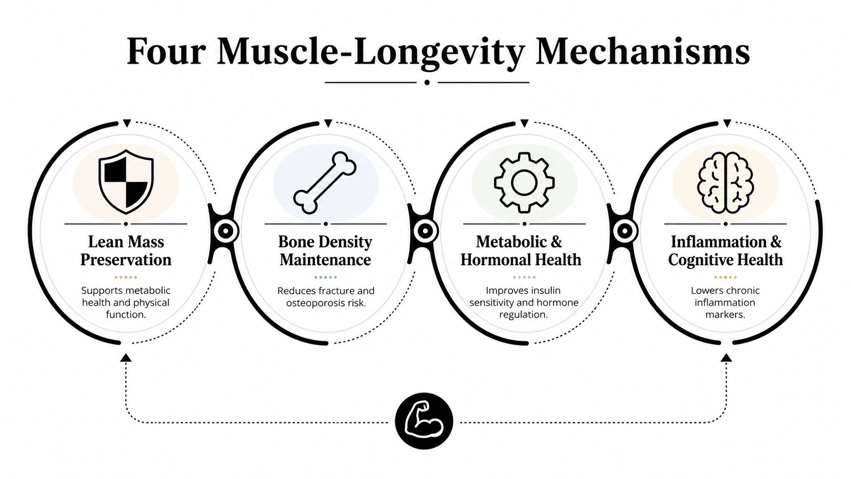 A diagram illustrating the four key mechanisms by which muscle supports longevity and overall physical health.