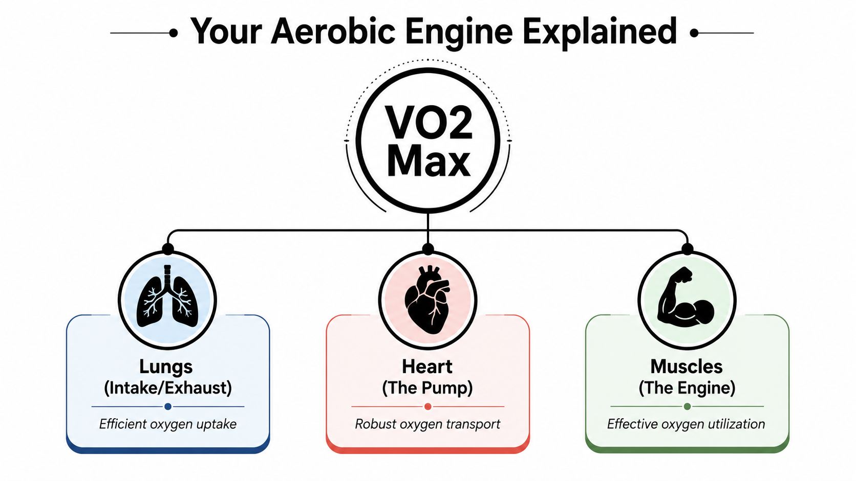 A diagram illustrating how VO2 Max works through the lungs, heart, and muscles to generate aerobic capacity.