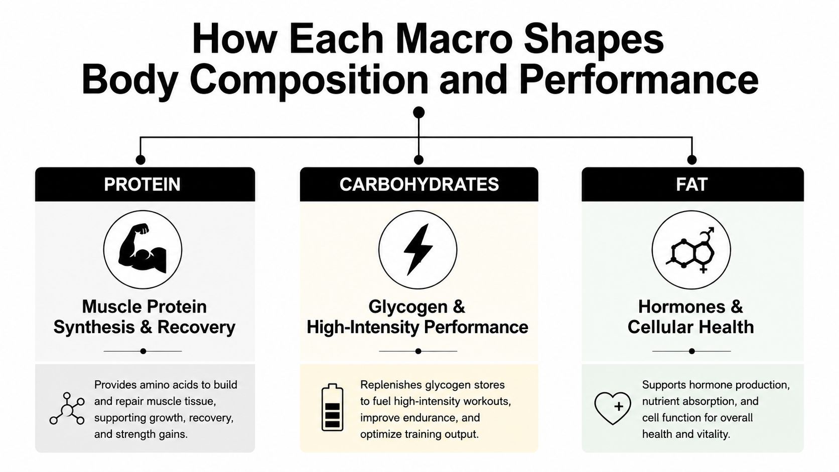 The principal roles and common food sources of protein, carbohydrate and fat.