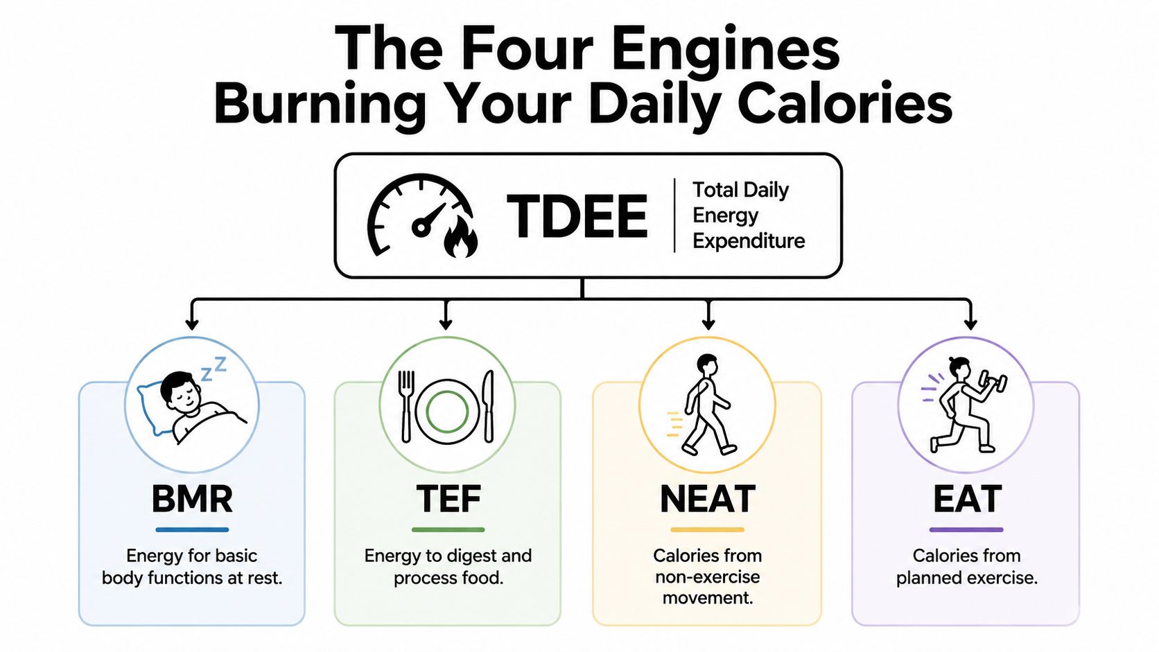 An infographic showing the four components of Total Daily Energy Expenditure: BMR, TEF, NEAT, and EAT.